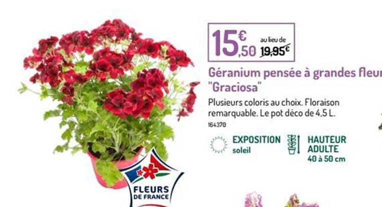 geranium pensee a grandes fleurs "graciosa"