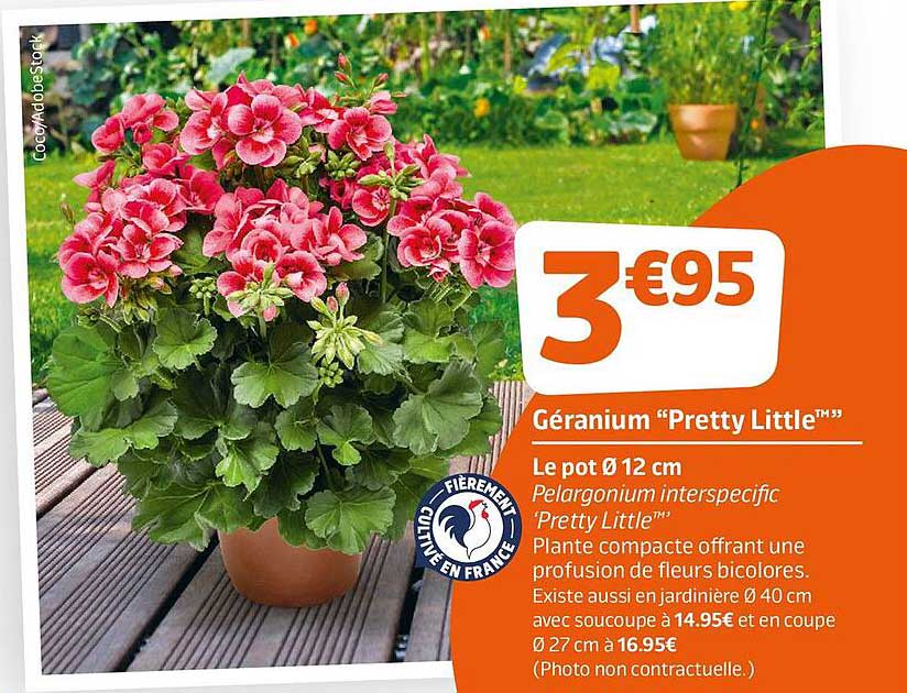 gerarium "pretty little"