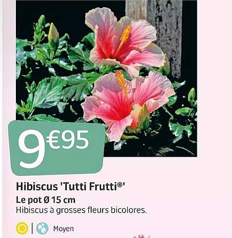 hibiscus 'tutti frutti'