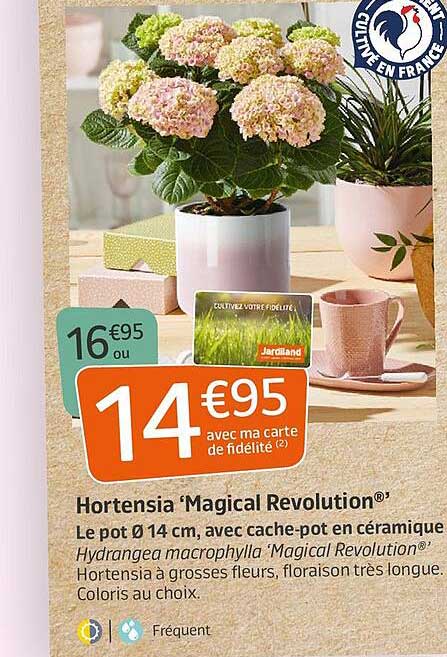 hortensia 'magical revolution'