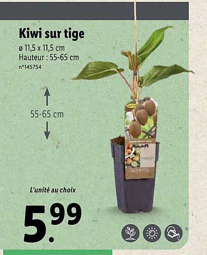 kiwi sur tige