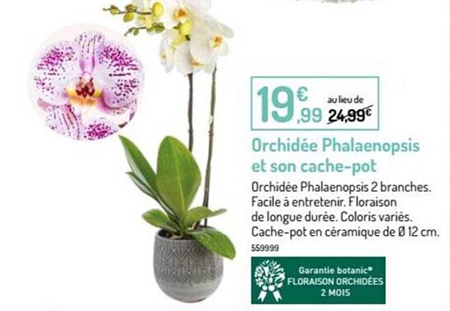 orchidee phalaenopsis et son cache-pot