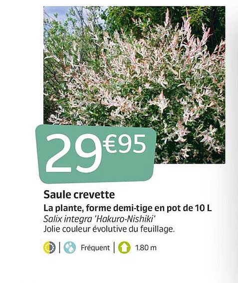 Saule Crevette La Plante, Forme Demi-tige En Pot De 10L