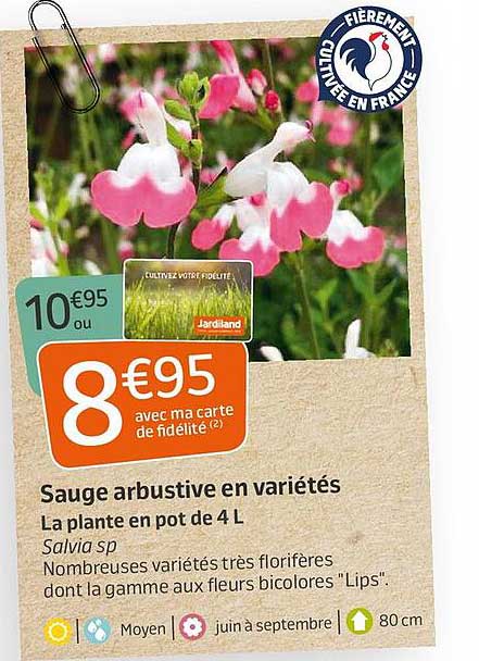 Sausage arbustive en varietes La plante en pot de 4L