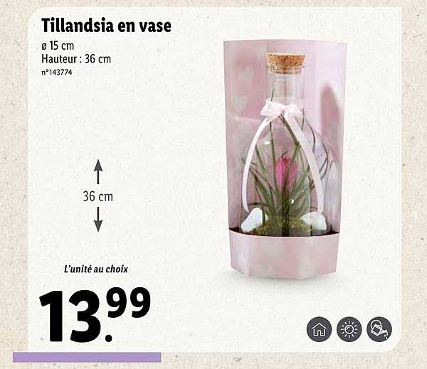 tillandsia en vase