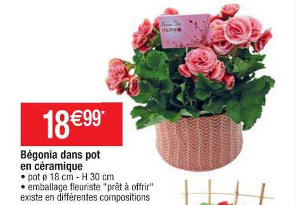 bégonia dans pot en céramique
