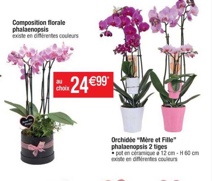 Composition Florale Phalaenopsis, Orchidée "mère Et Fille" Phalaenopsis 2 Tiges