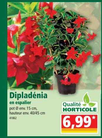 dipladénia en espalier