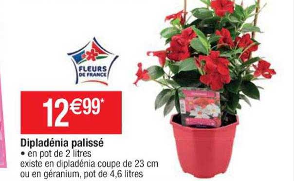 Dipladénia Palissé