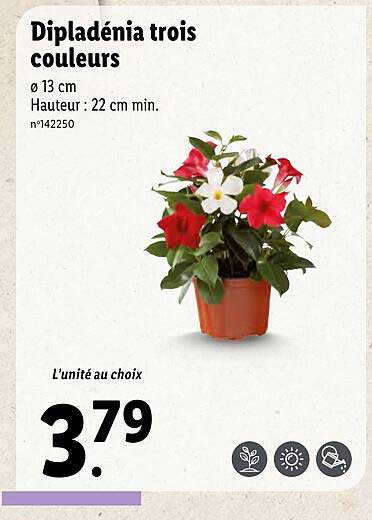 dipladénia rois couleurs