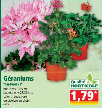 géraniums "fireworks"