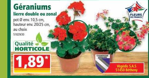géraniums lierre double ou zonal
