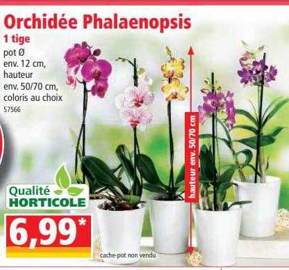 Orchidée Phalaenopsis