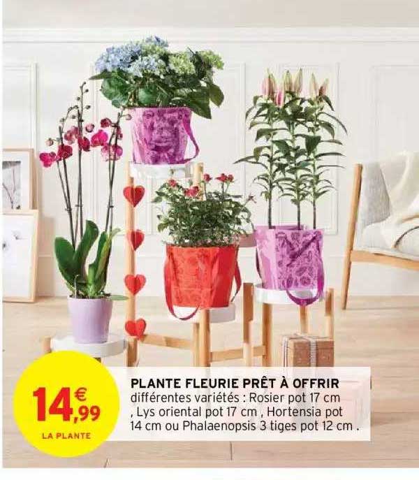 plante fleurie prêt à offrir