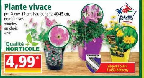 plante vivace