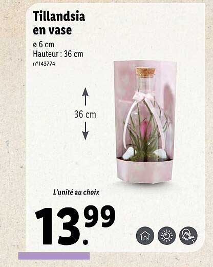 tillandsia en vase