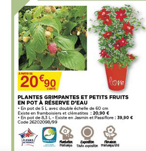 plantes grimpantes et petits fruits en pot à réserve d'eau