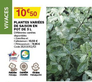 plantes variées de saison en pot de 3 l
