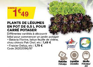 plants de légumes en pot de 0.5 l pour carré potager