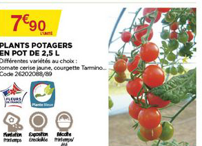 plants potagers en pot de 2.5 l