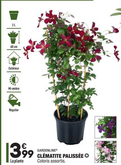 Clématite Palissée Gardenline