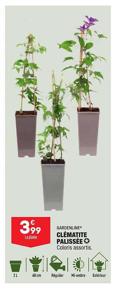 Clématite Palissée Gardenline