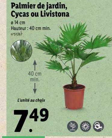 palmier de jardin, cycas ou livistona