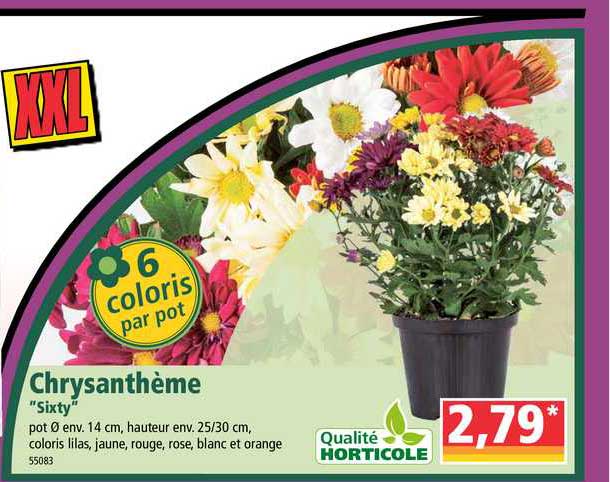 chrysanthème sixty qualité horticole