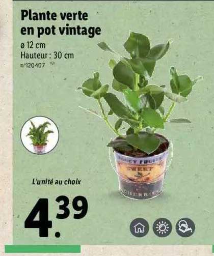 Pantae Verte En Pot Vintage