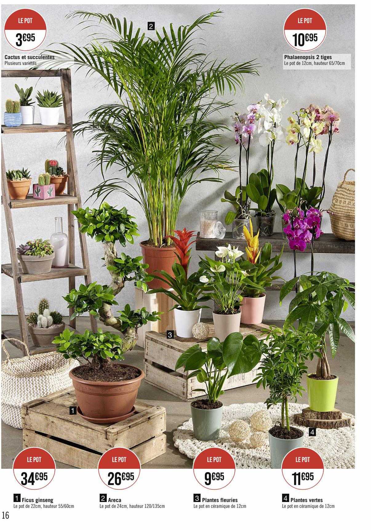 Cactus Et Succulentes, Phalaenospis 2 Tiges, Ficus Ginseng, Areca, Plantes Fleuries, Plantes Vertes