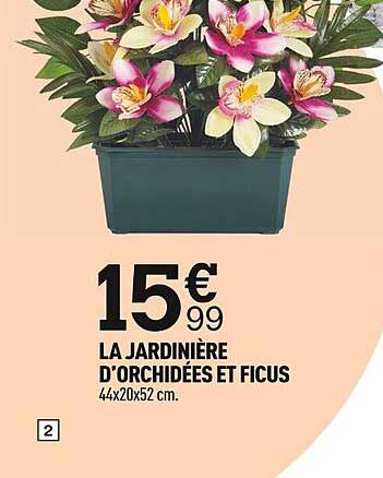 la jardinière d'orchidées et ficus