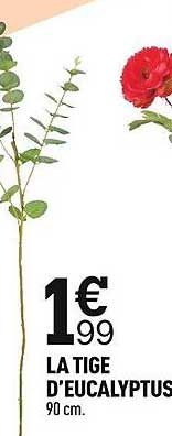 la tige d'eucalyptus