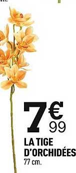 la tige d'orchidées