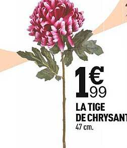 la tige de chrysanthème