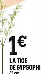 la tige de gipsophine