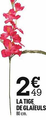 la tige de glaïeuls