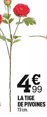 la tige de pivoines