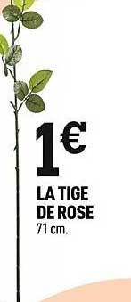 la tige de rose