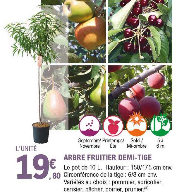 arbre fruitier demi-tige