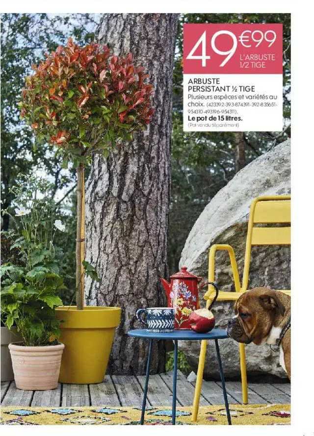 arbuste persistant 1-2 tige