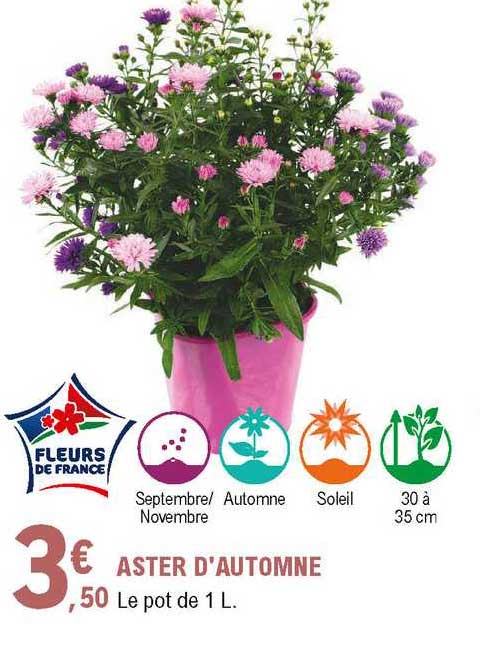 aster d'automne