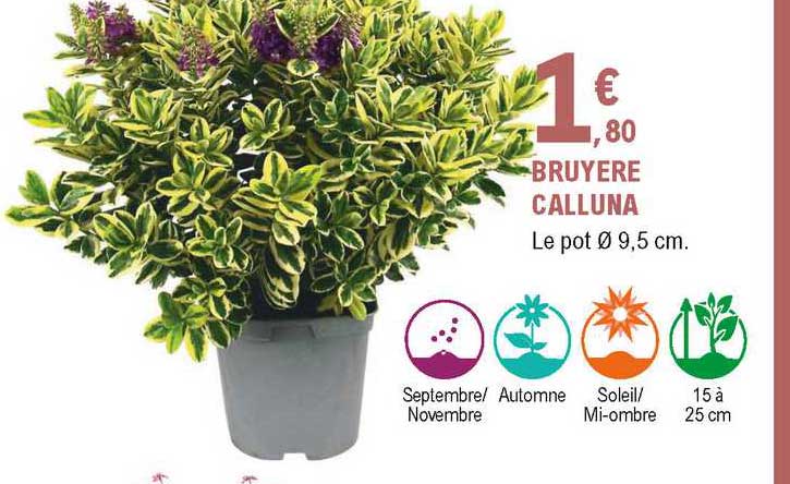 Bruyere Calluna