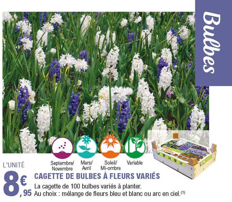 Cagette De Bulbes à Fleurs Variés