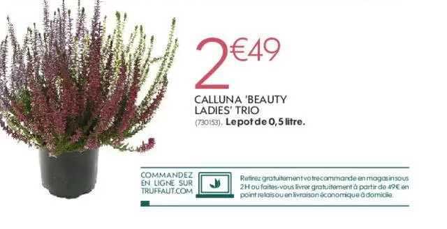 calluna "beauty ladies" trio