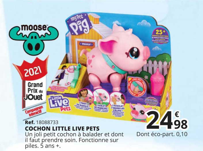 cochon little live pets