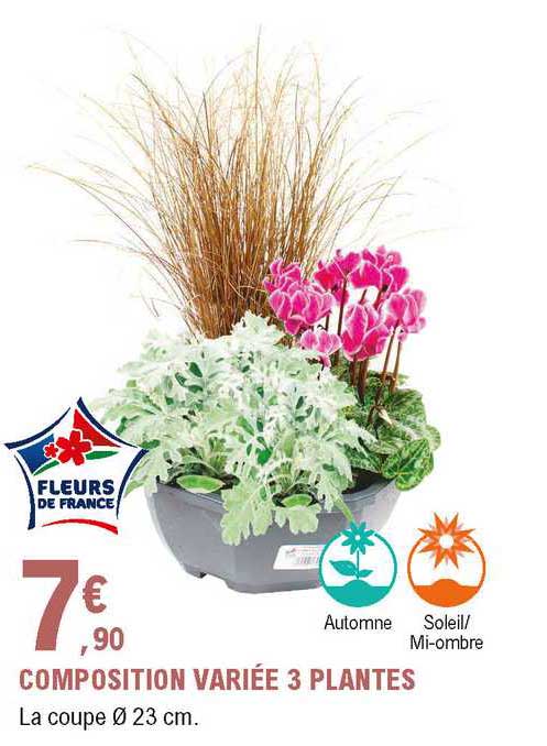 composition variée 3 plantes