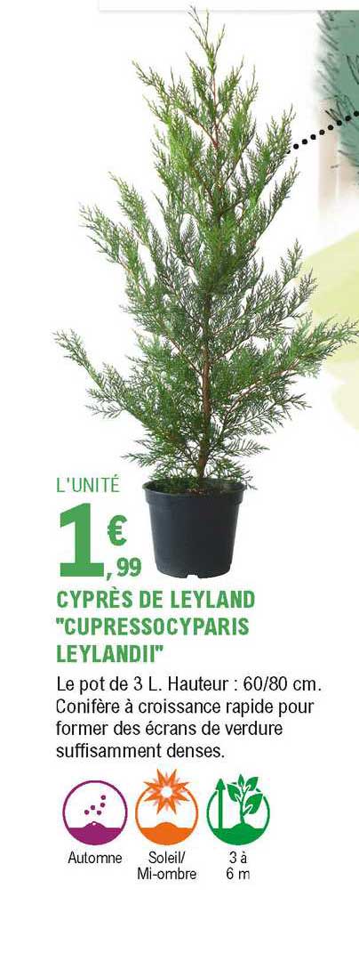 cypràs de leyland cupressococyparis leylandii