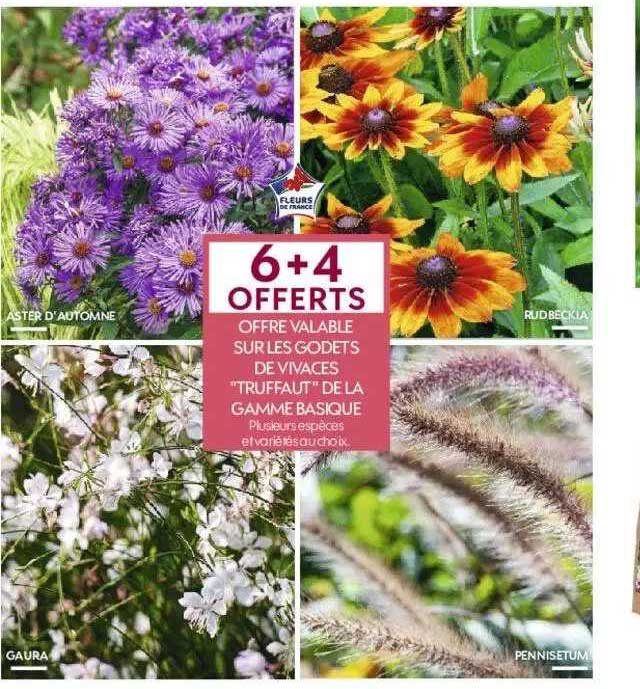 godets de vivaces "truffaut" de gamme basique