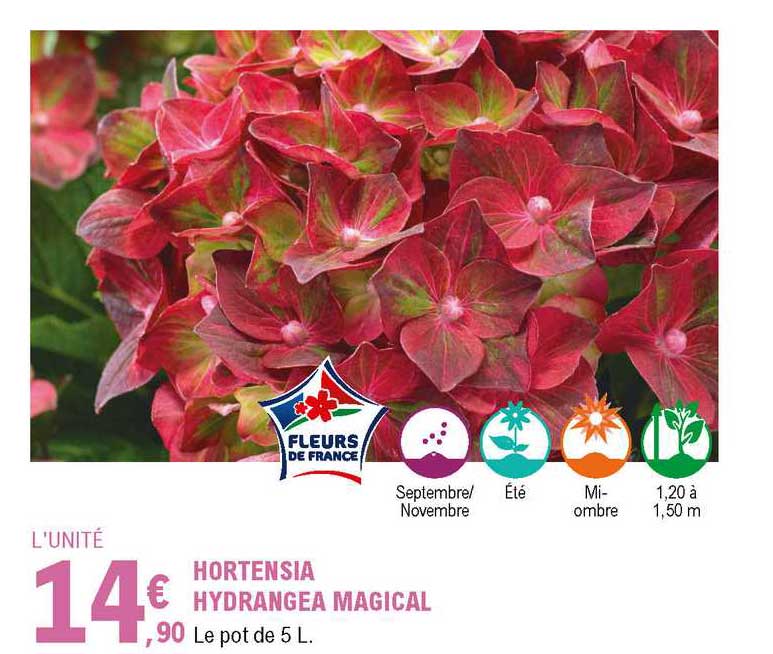 hortensia hydrangea magical
