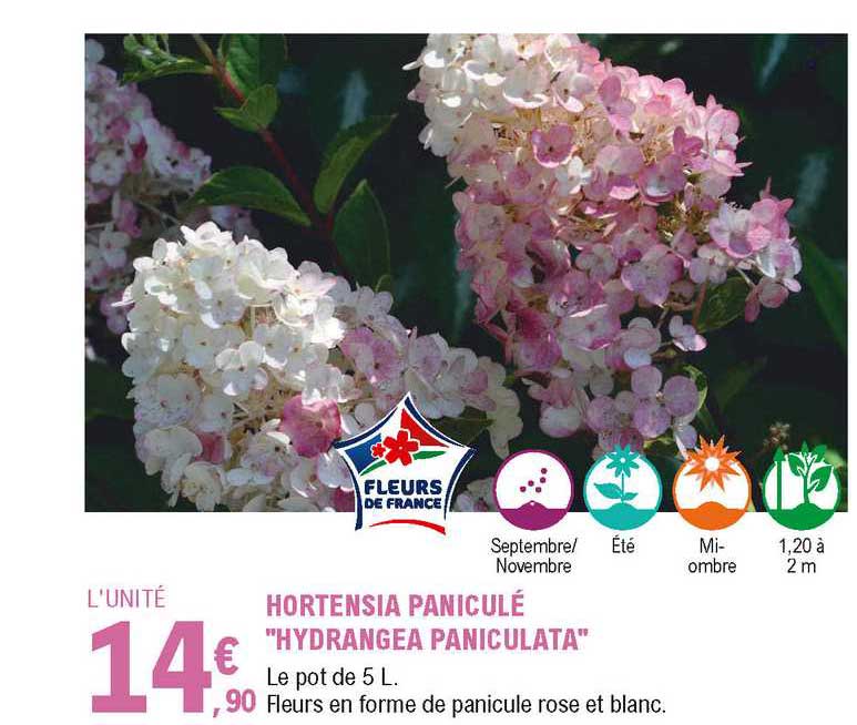 Hortensia Paniculé "hydrangea Paniculata"